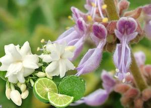 Top Sellers: Bergamot & Patchouli Fragrance Oil