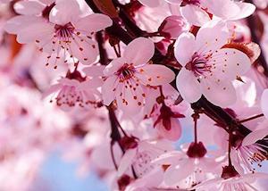 Top Sellers: Cherry Blossom Fragrance Oil