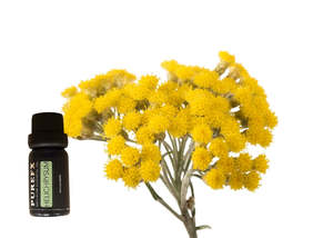 Aromatherapy: Helichrysum Essential Oil