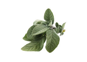 Aromatherapy: White Sage Essential Oil