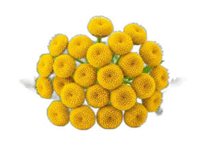 Aromatherapy: Blue Tansy Essential Oil