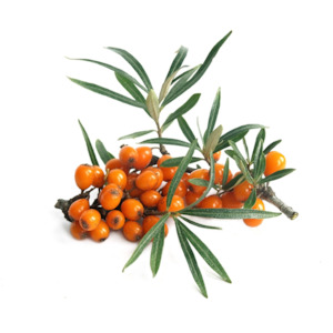 Extracts: Sea Buckthorn Cellular Extract