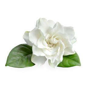Extracts: Gardenia Cellular Extract