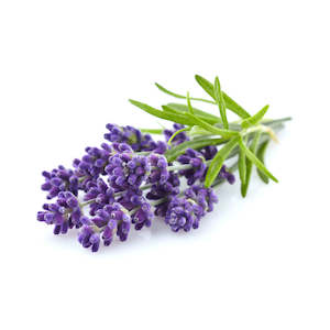 Magnesium Muscle Soak: Lavender, French - Essential Oil