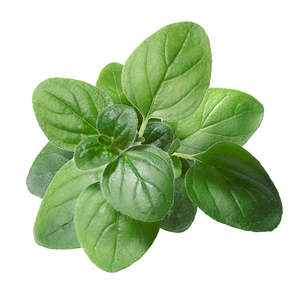 Google Shopping: Oregano Essential Oil