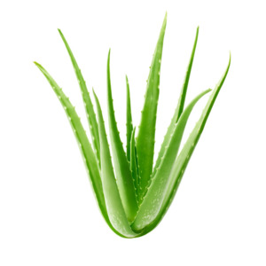 Healing With Aloe Vera: Aloe Vera Powder - Organic