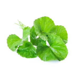 New Zealand Grown Ingredients: PlantæDerMX NZ Gotu Kola Extract