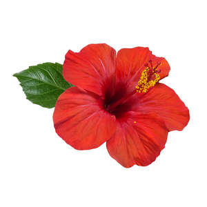 New Zealand Grown Ingredients: PlantæDerMX® NZ Grown Hibiscus Flower Extract