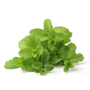 Hydrosol Mist Spray: Mint Hydrosol