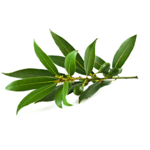 Hydrosol Mist Spray: Bay Leaf Hydrosol