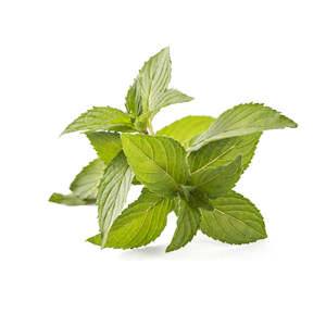 Spearmint