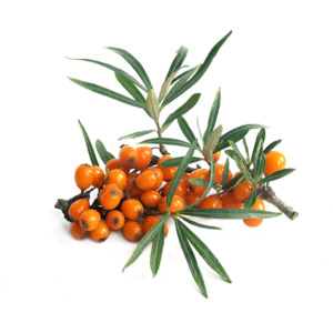 Ingredients 1: Sea Buckthorn Cellular Extract