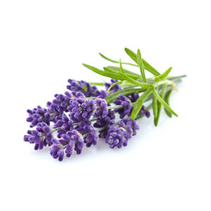 Soap Essential Oils: Lavandin Grosso Essential Oil