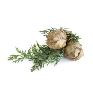 Soap Essential Oils: Cypress, Spanish Essential Oil