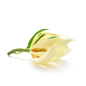 Magnolia Flower - Essential Oil