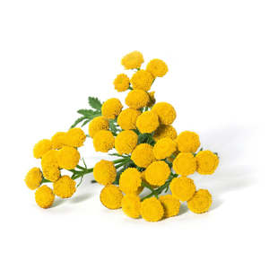 Soap Essential Oils: Blue Tansy Essential Oil