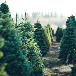 Soap Essential Oils: Christmas Tree Blend 10ml