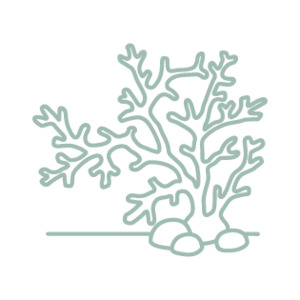 Organic Bioactives: OceanDerMX® LIFT & FIRM