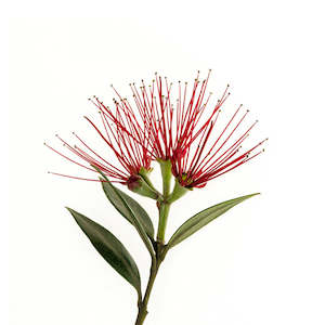 Organic Bioactives: PlantæDerMX® Pohutukawa Bark Extract