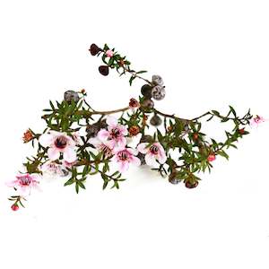 Organic Bioactives: ManukaDerMX Manuka Leaf Extract