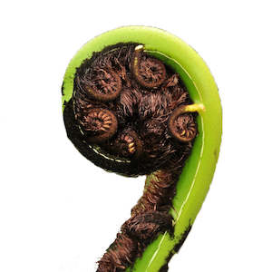 PlantæDerMX® Mamaku Extract