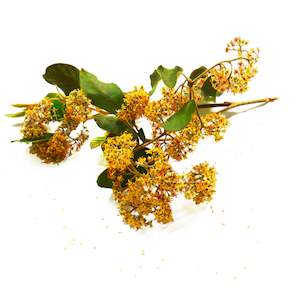 Organic Bioactives: PlantæDerMX® Kumerahou Extract