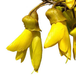 Organic Bioactives: PlantæDerMX® Kowhai Bark Extract