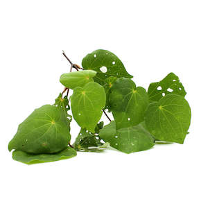 PlantæDerMX® Kawakawa Leaf Extract