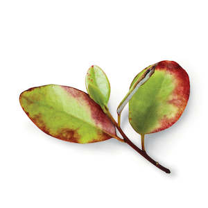 Organic Bioactives: PlantæDerMX® Horopito Leaf Extract