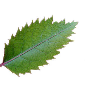 PlantæDerMX® Hoheria Leaf Extract