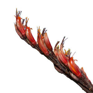 Organic Bioactives: PlantæDerMX® Harakeke Leaf Extract