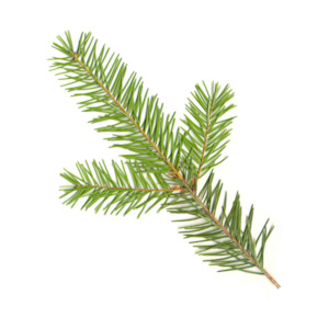 New Zealand Grown Ingredients: Douglas Fir Hydrosol