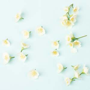 Fragrance Oils: White Flowers Natural Fragrance