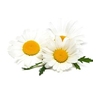 Bakuchiol Facial Oil: Chamomile, German Essential Oil 3% in Jojoba