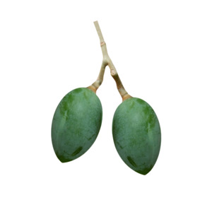 Tamanu And Nangai Oils: Nangai Oil