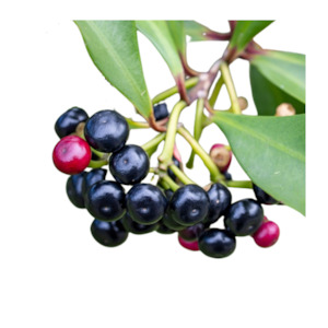 Clearance: Maqui Berry Oil