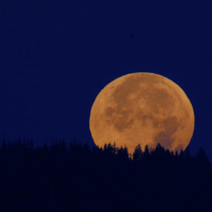 Harvest Moon Fragrance