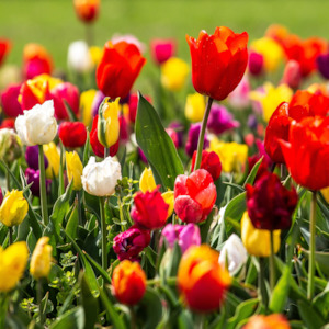 New Fragrances 1: Tulip Fields Fragrance