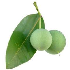 Google Shopping: Tamanu Oil, Vanuatu