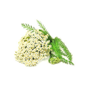 Google Shopping: Yarrow Essential Oil - Blue
