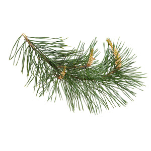 Pine, Scotch Essential Oil
