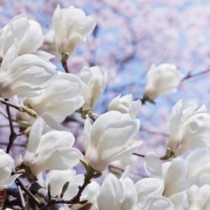 Kit Options: Natural Bianco Blooms Fragrance