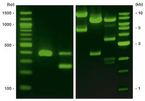Stains And Dyes: ROTI®GelStain