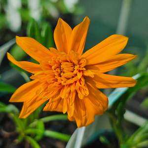 Matariki: Gazania Chungwa
