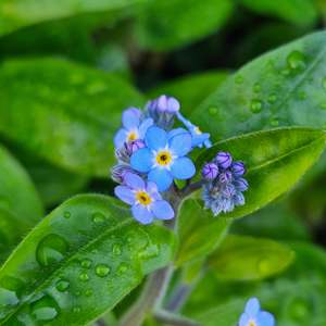 Matariki: Myosotis alpestris | Indigo Blue | Forget-Me-Not