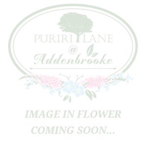 Papaver rhoeas | Angels Choir