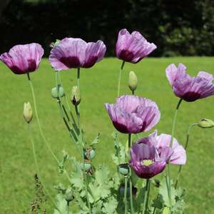 Papaver somniferum | Hungarian Blue Bread-seed Poppy