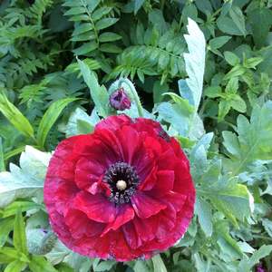 Poppies: Papaver rhoeas | Pandora