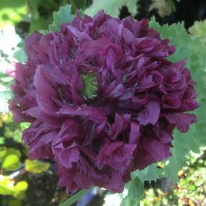 Poppies: Papaver paeoniflorum | Black Peony