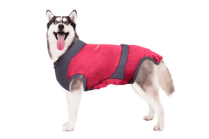 MAXX Medical Pet Care Clothing For Dogs